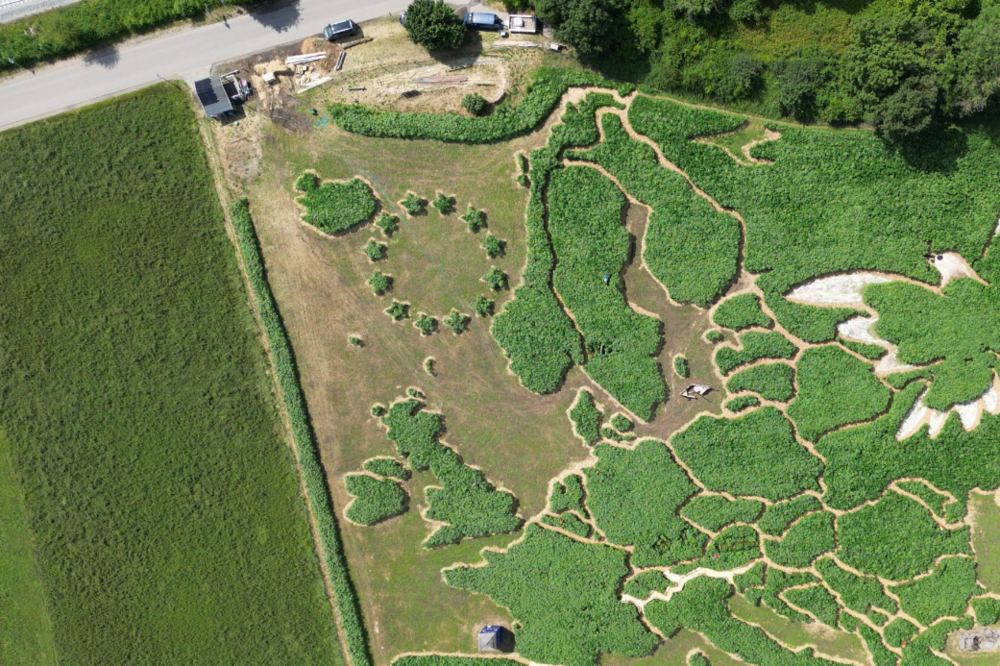 Blick aus der Vogelperspektive auf das Feld‑Labyrinth ‚Ex Ornamentis‘ aus grünen Pflanzenwänden am Ammersee bei Utting in Bayern.
