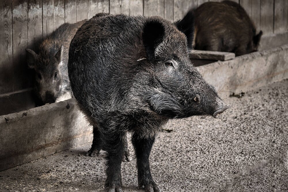 Wildschweine in Landsbergs Wildpark