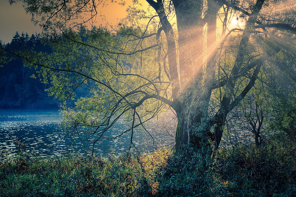 Ein großer Baum am Ufer eines Gewässers im Wildpark Landsberg, durch dessen Äste im Gegenlicht goldene Sonnenstrahlen fallen.