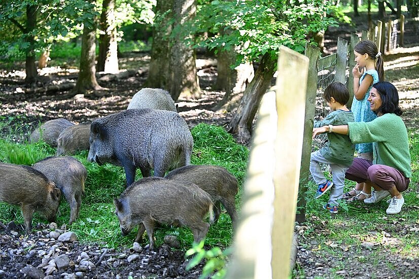 Eine hockende Frau und zwei Kinder betrachten durch einen Maschendrahtzaun eine Rotte Wildschweine, die im Gras nach Futter sucht.