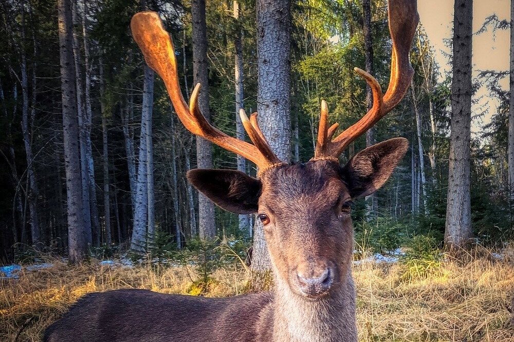 Ein Damhirsch mit Geweih blickt frontal in die Kamera. Im Hintergrund ist ein Nadelwald im Gegenlicht zu sehen.