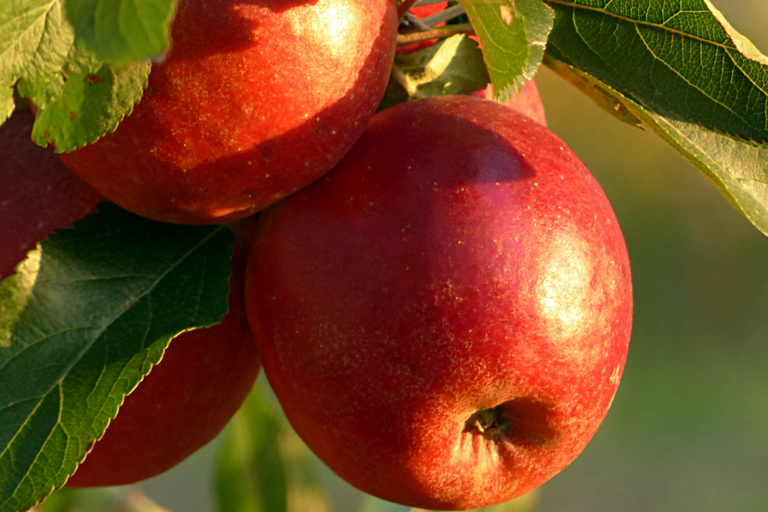 Erntezeit städtischer Obstbäume