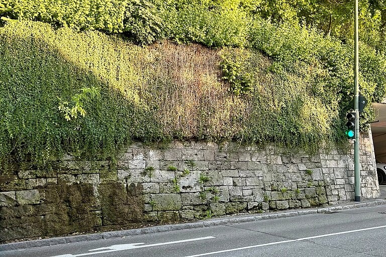 Grünschnitt an Stützmauern