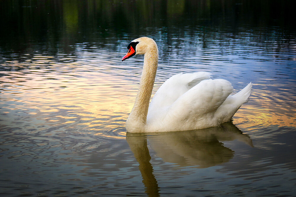 Weißer Schwan mit rotem Schnabel schwimmt zur Dämmerung auf dem Lech-Fluss, umgeben von ruhigem Wasser, Schilf und goldenem Sonnenlicht-Reflex.