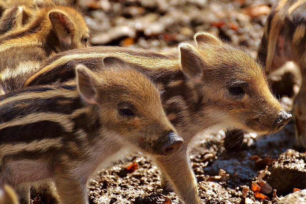Nahaufnahme von drei kleinen Wildschwein-Frischlingen mit ihrem typisch gestreiften Fell, die im schlammigen Boden wühlen.